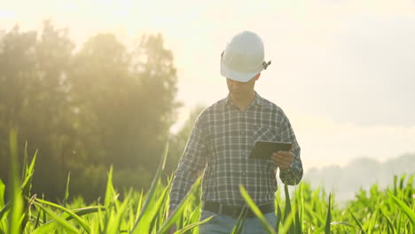 Middle-plan:Male-farmer-with-a-tablet-computer-goes-to-the-camera-looking-at-plants-in-a-corn-field-and-presses-his-fingers-on-the-computer-screen.-Soncept-of-modern-farming-without-use-of-GMO